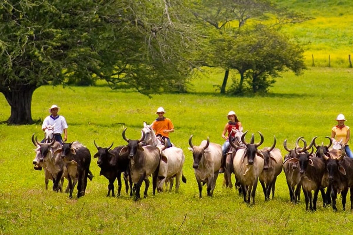 Provincia Guanacaste 1 provincia guanacaste